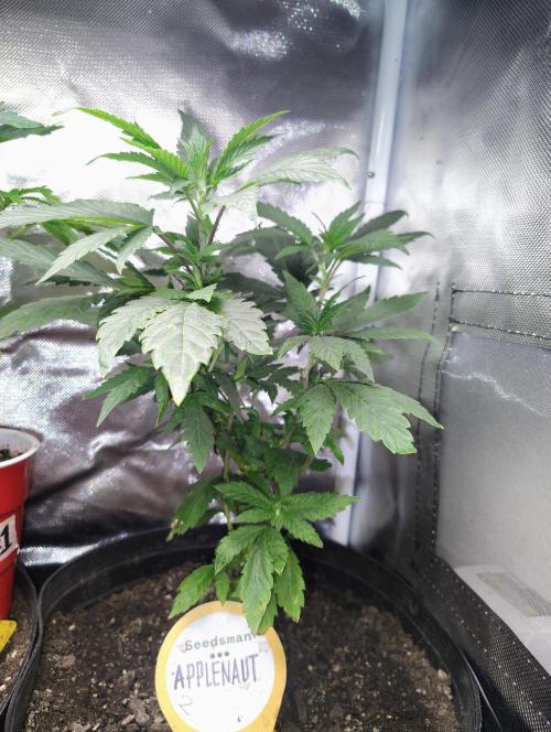 APPLENAUT (Dirty Sanchez X Wedding Cake). Week 13