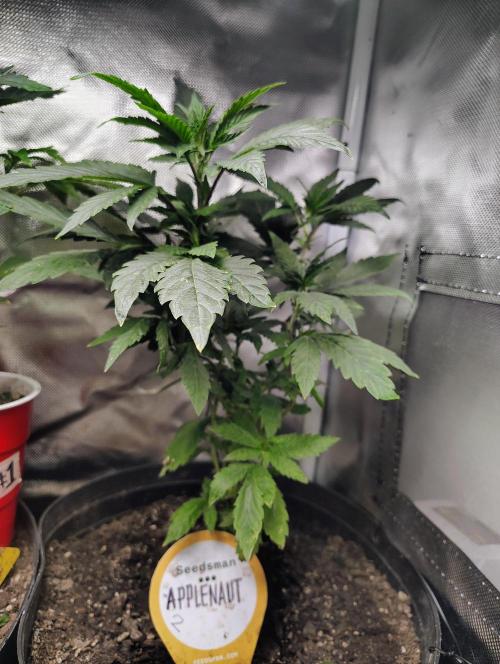 APPLENAUT (Dirty Sanchez X Wedding Cake). Week 13