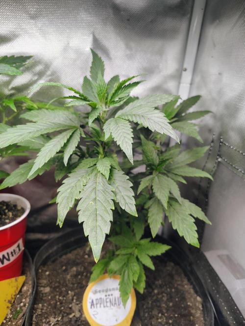 APPLENAUT (Dirty Sanchez X Wedding Cake). Week 13