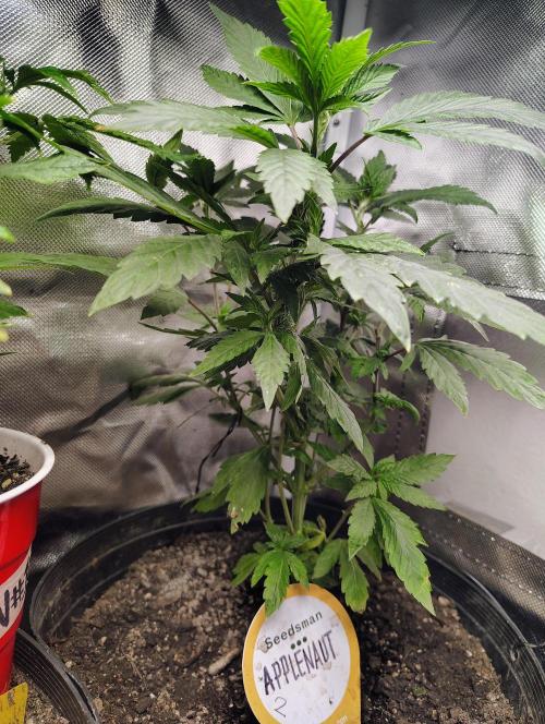 APPLENAUT (Dirty Sanchez X Wedding Cake). Week 13