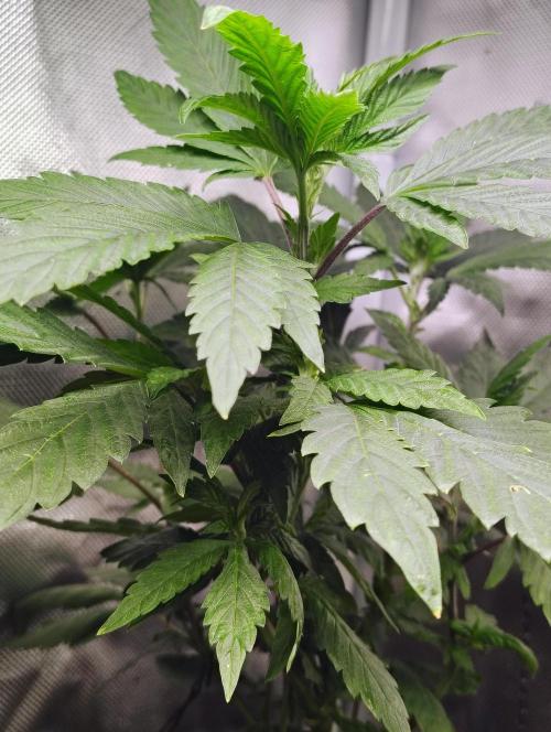 APPLENAUT (Dirty Sanchez X Wedding Cake). Week 13