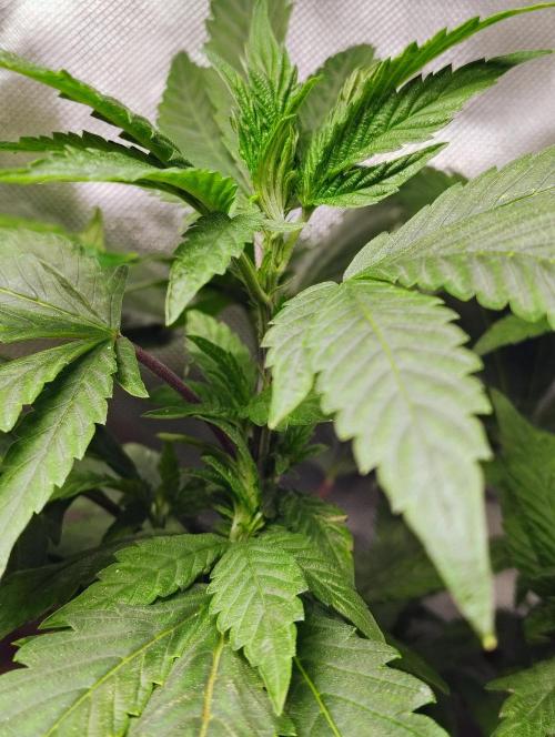 APPLENAUT (Dirty Sanchez X Wedding Cake). Week 13