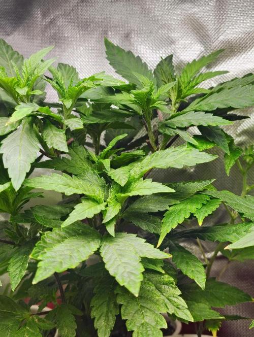 APPLENAUT (Dirty Sanchez X Wedding Cake). Week 13