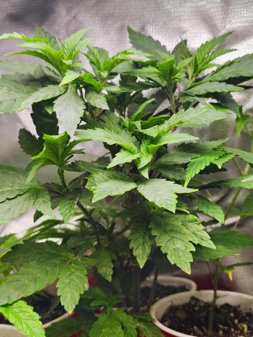 APPLENAUT (Dirty Sanchez X Wedding Cake). Week 13