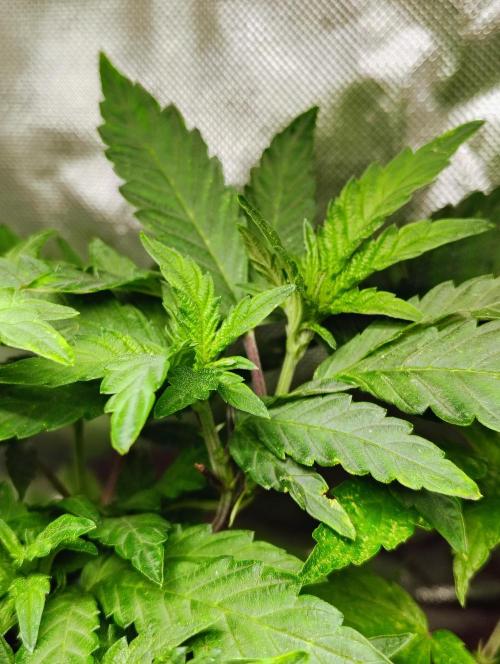 APPLENAUT (Dirty Sanchez X Wedding Cake). Week 13