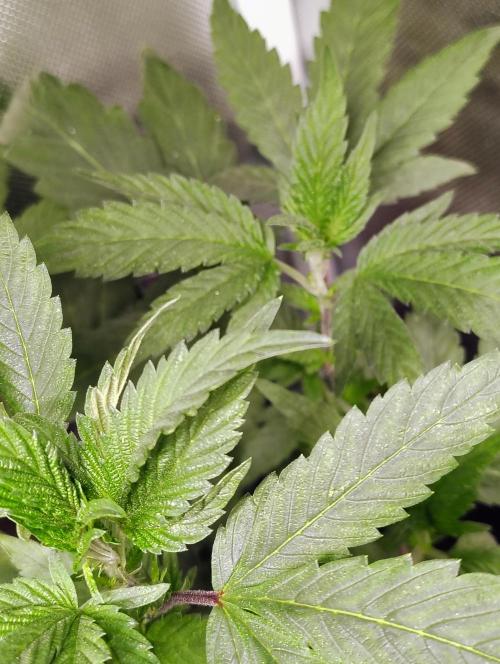 APPLENAUT (Dirty Sanchez X Wedding Cake). Week 13