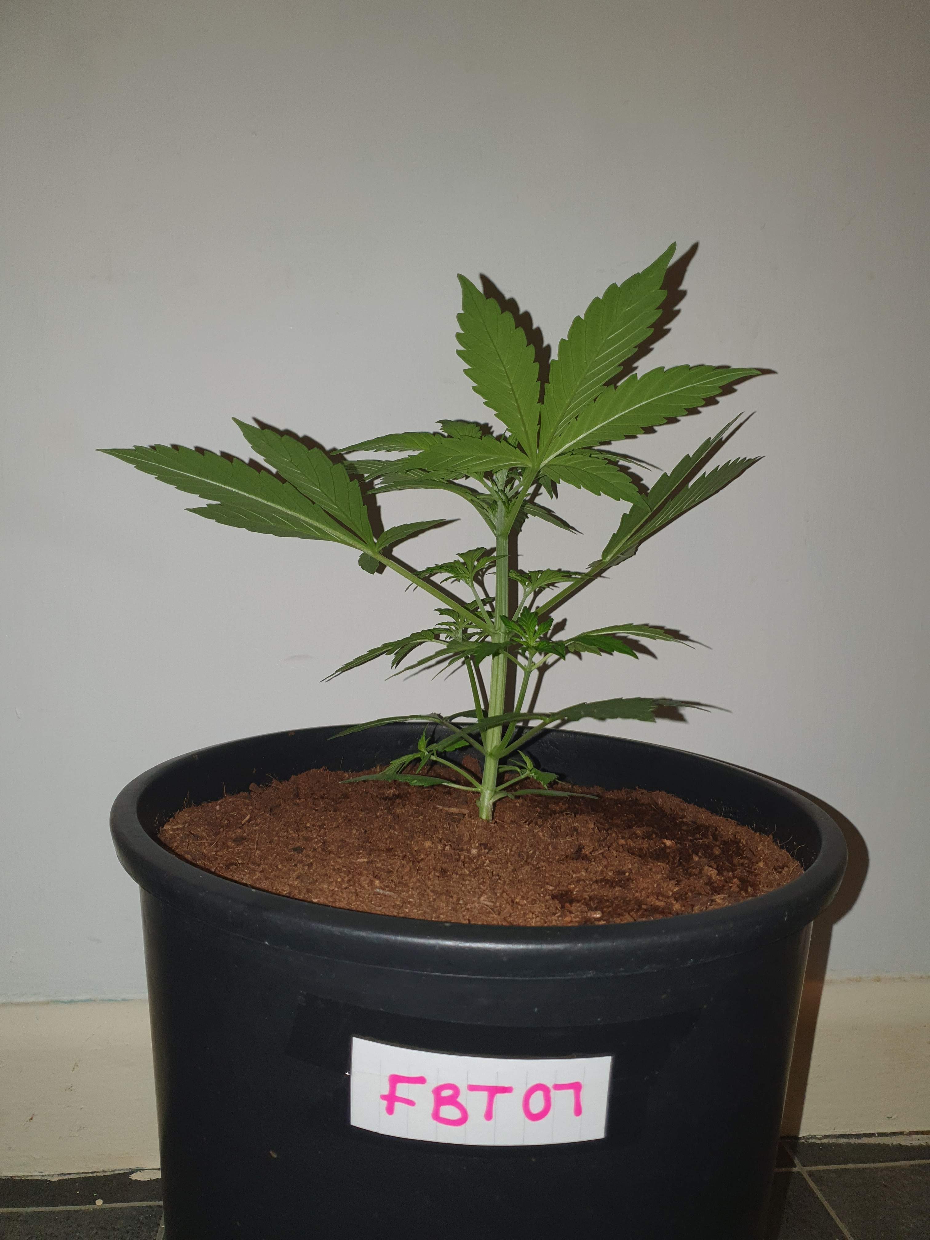 Fast Buds Jack Herer Auto grow diary (journal) week4 by AngryBird