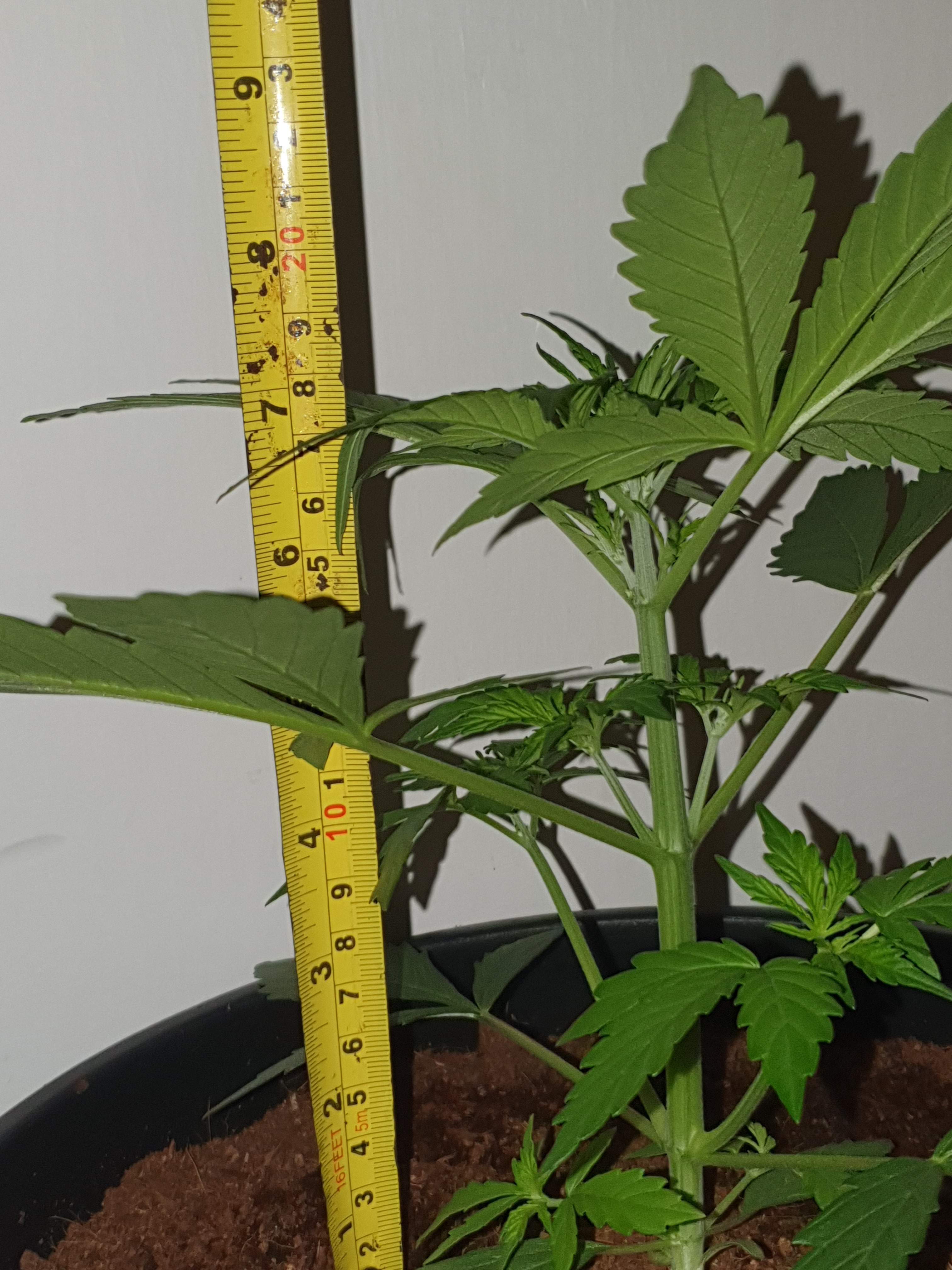 Fast Buds Jack Herer Auto grow diary (journal) week4 by AngryBird