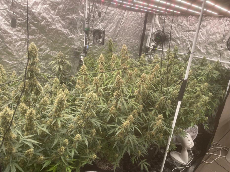 first grow. Week 6