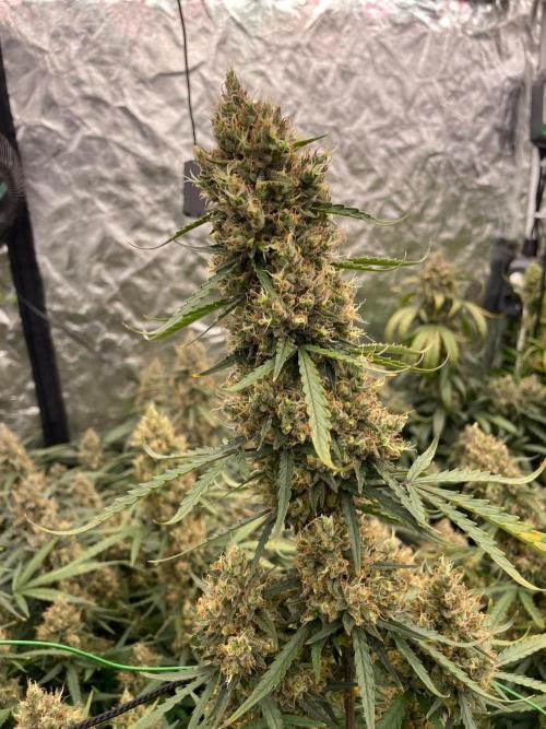 first grow. Week 8