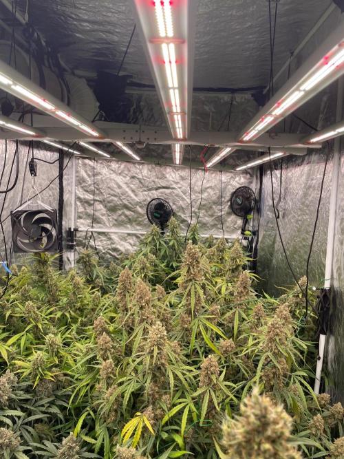 first grow. Week 8