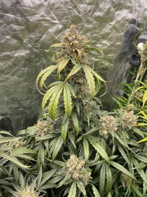 first grow. Week 8