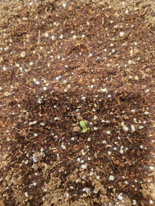 Fastbuds- Strawberry Gorilla Auto. Week 0 - First Strawberry Gorilla has broken the surface!