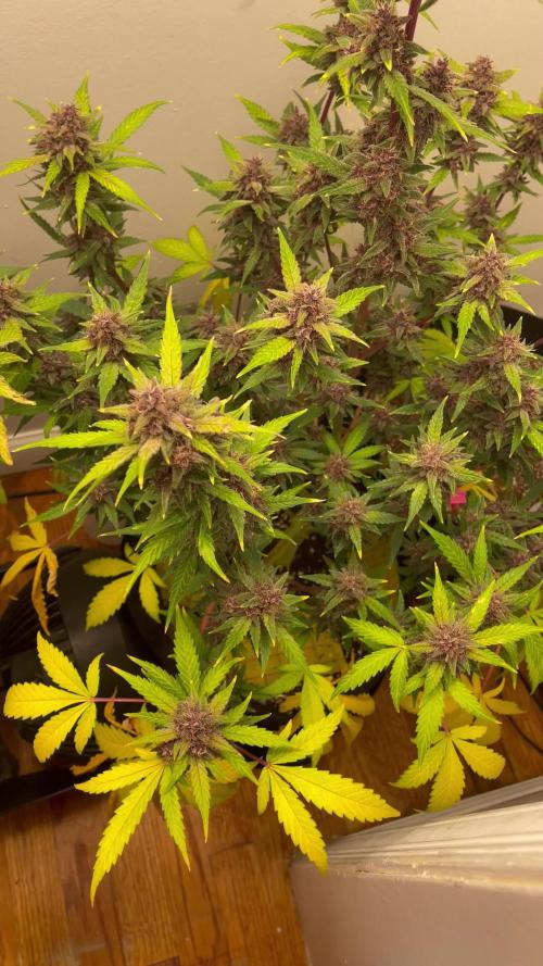 Tropicana Cookies by FastBuds