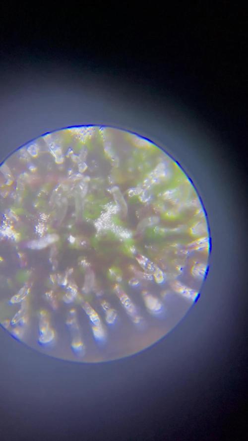 Tropicana Cookies by FastBuds