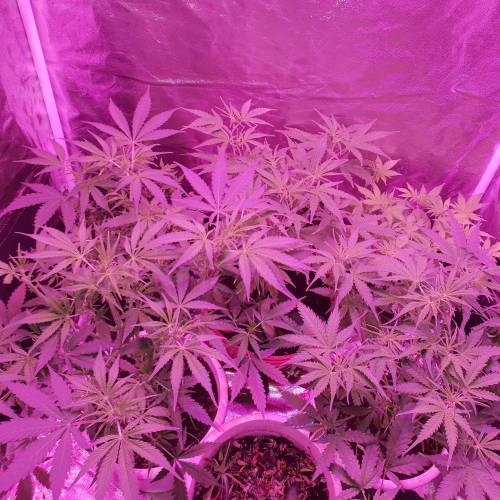 Fast Buds Girl Scout Cookies Auto grow journal by Englandsbiggestbud