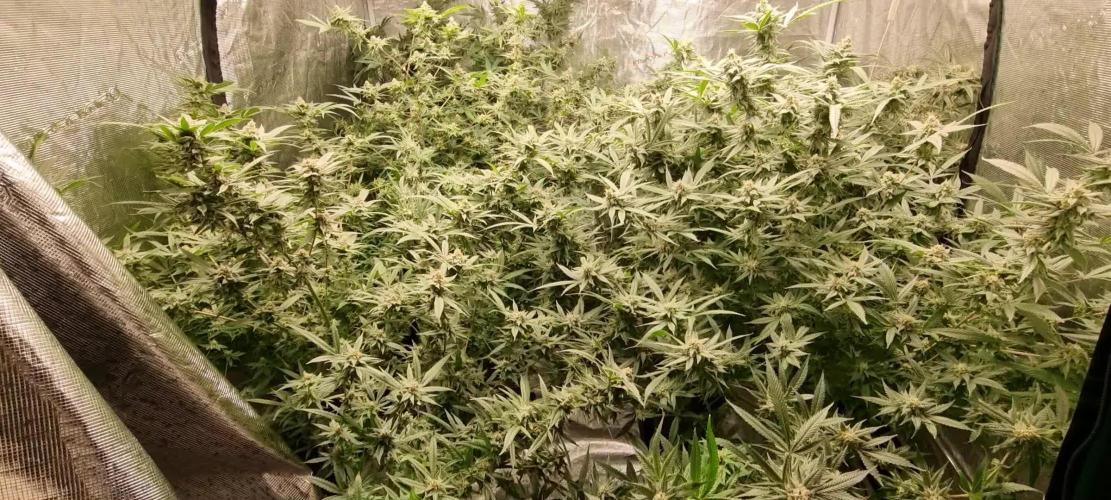 Greenhouseseedco FullGas