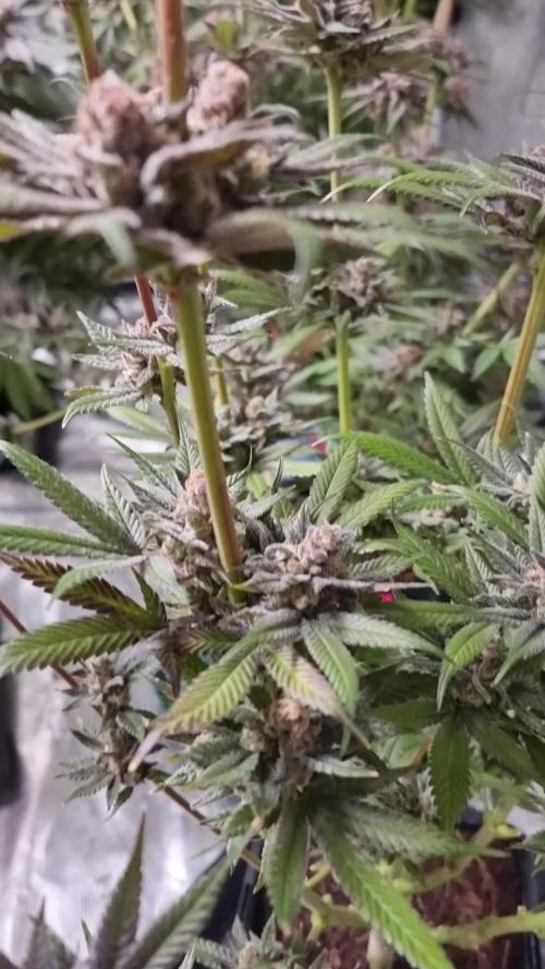 Greenhouseseedco FullGas