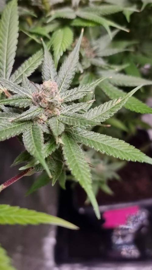 Greenhouseseedco FullGas