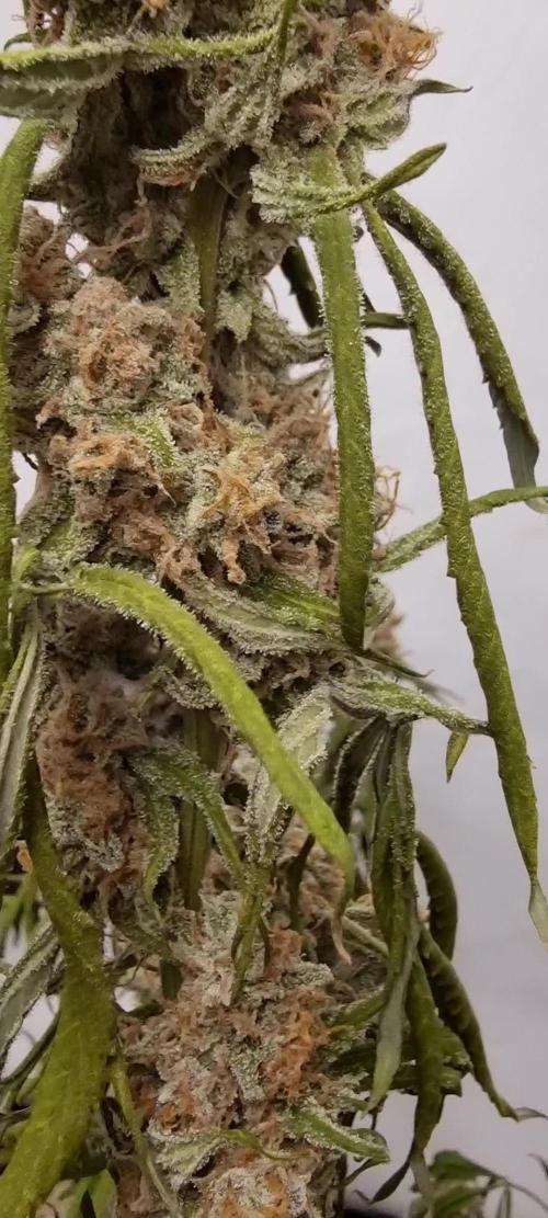 Zamnesia F1 wurlz  autoflower