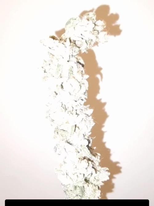 Full Gas &   Melonade Runts