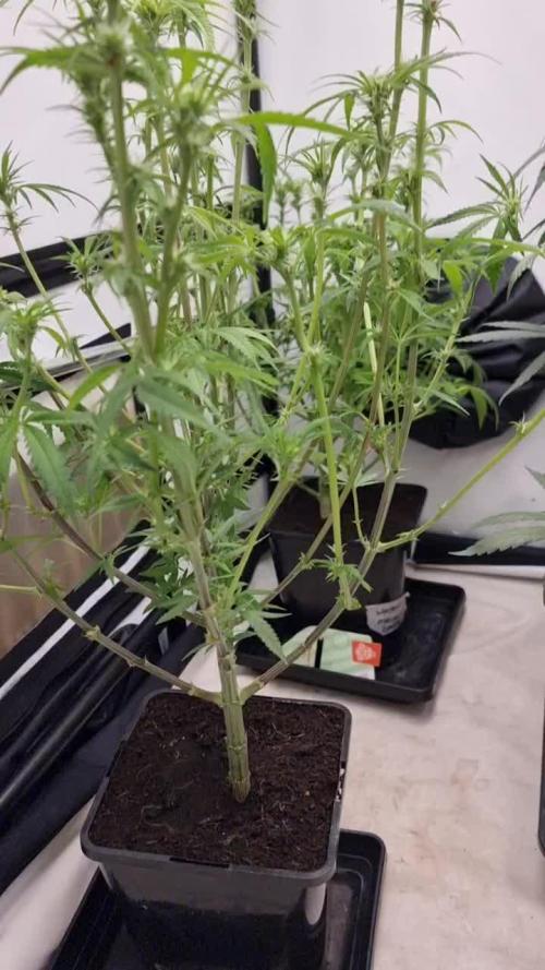 Zamnesia three strain grow.