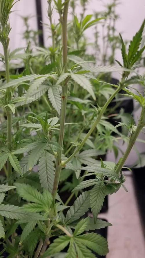Zamnesia three strain grow.