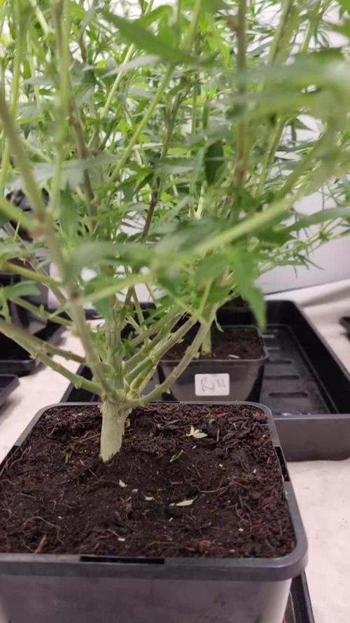 Zamnesia three strain grow.