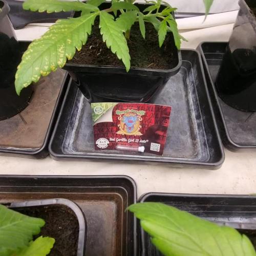 Sweet Seeds Red Gorilla Girl XL Auto