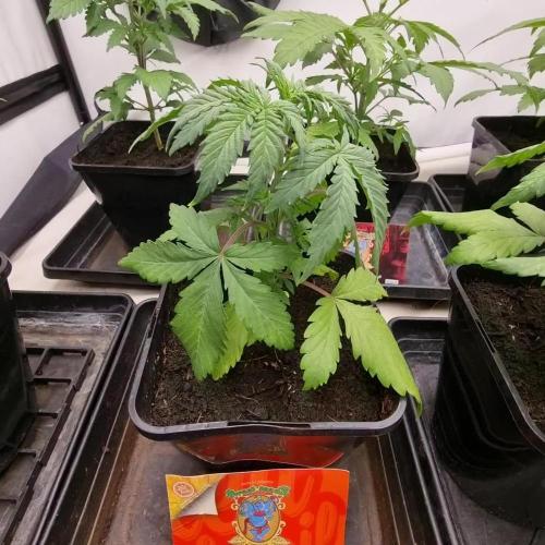 Sweet seeds Red Mimosa xl auto