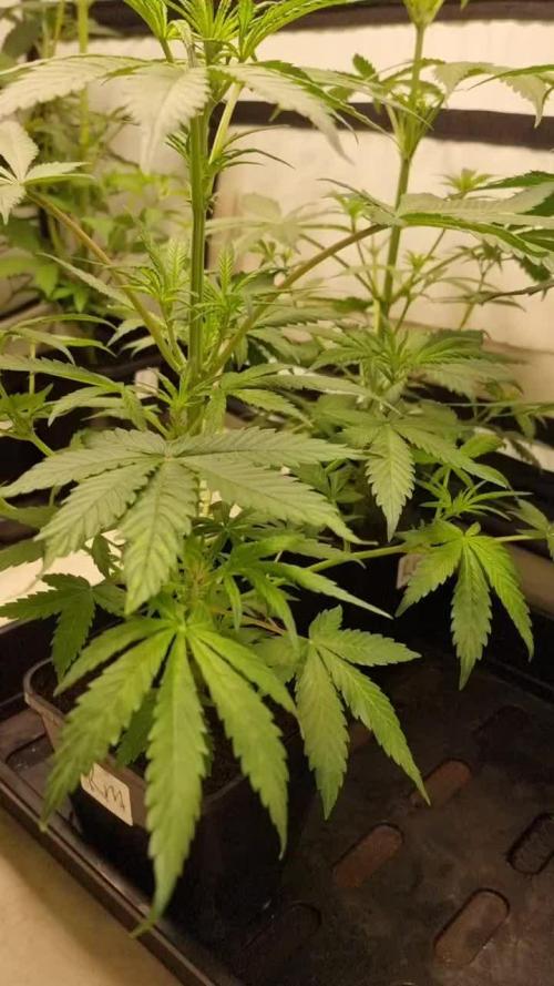 Sweet seeds Red Mimosa xl auto