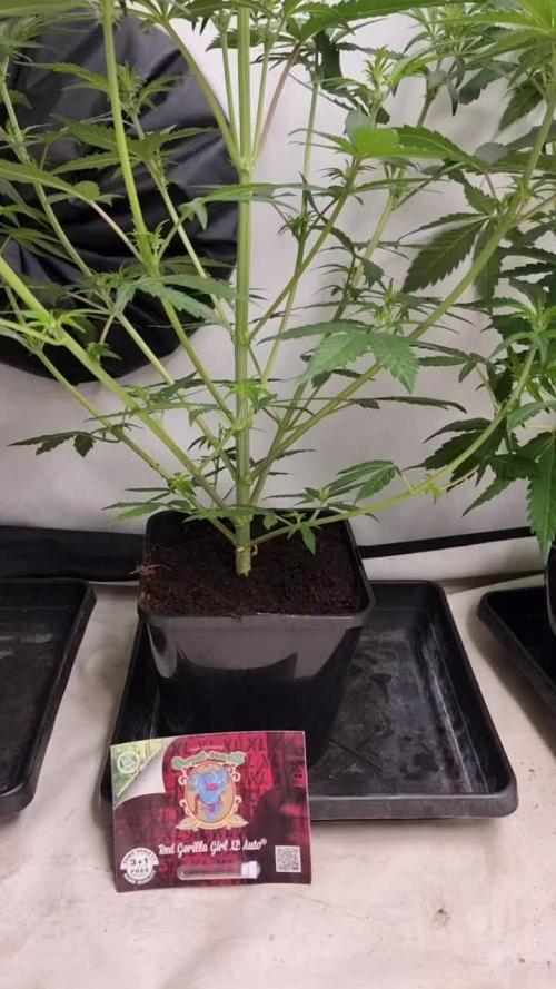 Sweet Seeds Red Gorilla Girl XL Auto