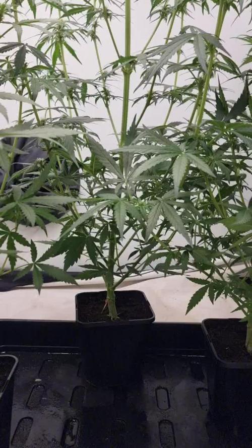 Sweet seeds Red Mimosa xl auto