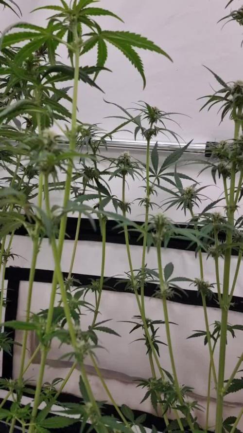 Sweet Seeds Red Gorilla Girl XL Auto