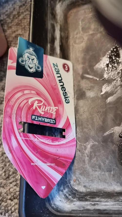 Runtz f1 auto  zamnesia