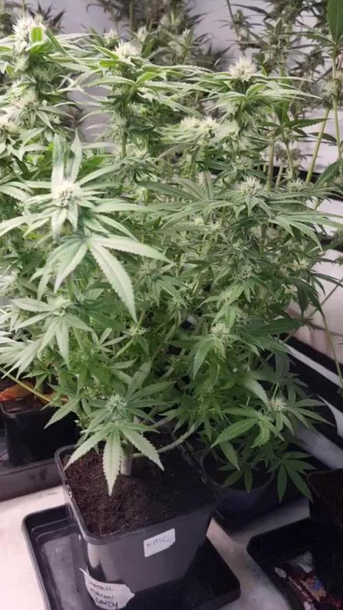 Zamnesia three strain grow.