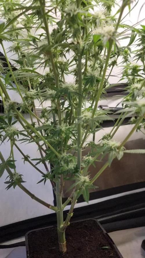 Zamnesia three strain grow.