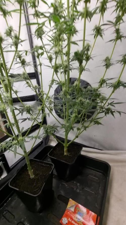 Sweet seeds Red Mimosa xl auto