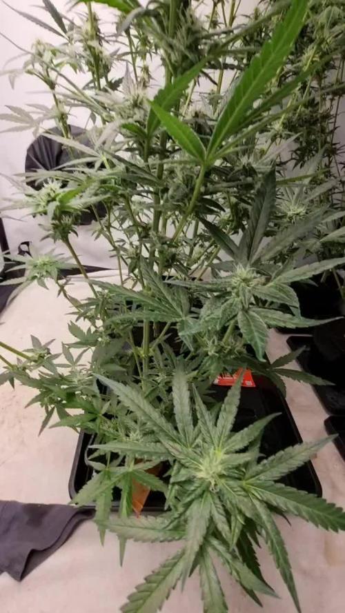 Sweet seeds Red Mimosa xl auto