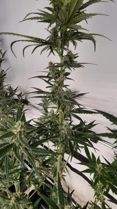 Sweet Seeds Red Gorilla Girl XL Auto