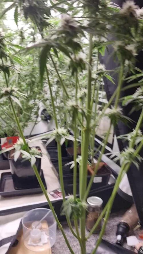 Runtz f1 auto  zamnesia