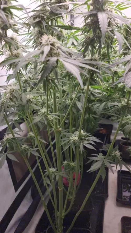 Runtz f1 auto  zamnesia