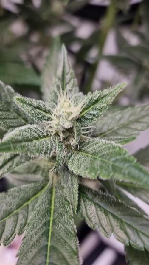 Sweet Seeds Red Gorilla Girl XL Auto