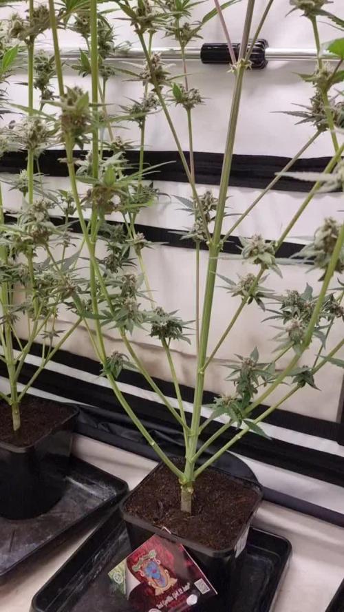 Sweet Seeds Red Gorilla Girl XL Auto
