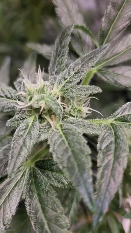 Sweet seeds Red Mimosa xl auto