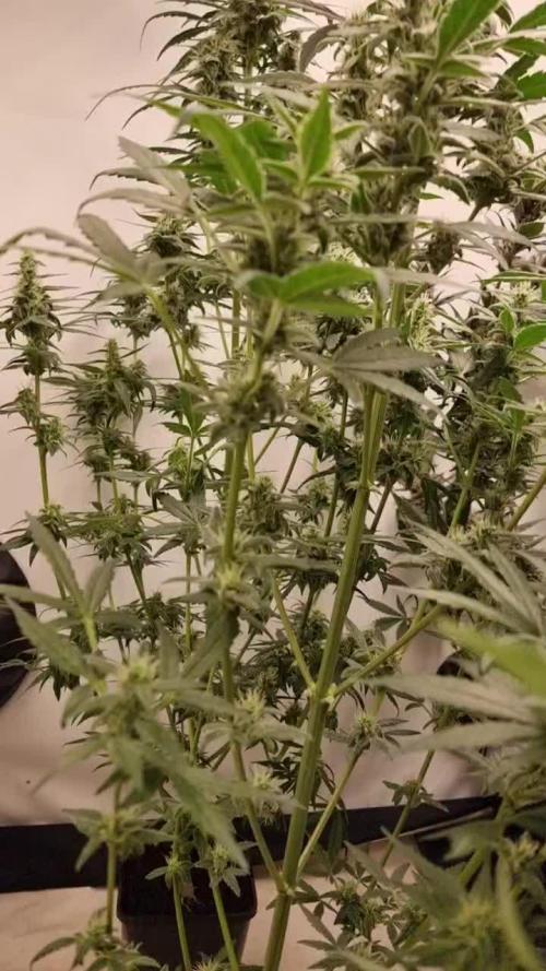 Sweet seeds Red Mimosa xl auto