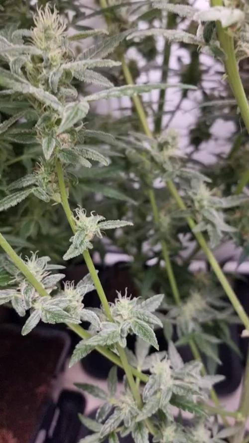 Sweet seeds Red Mimosa xl auto