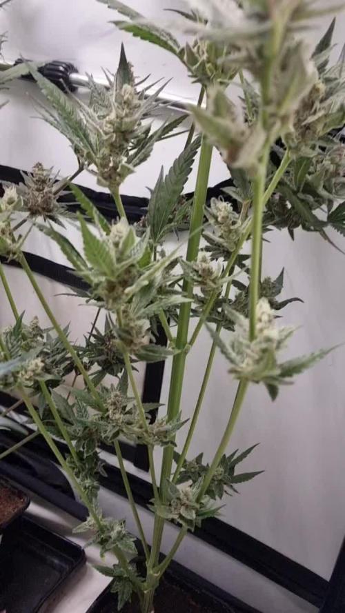 Sweet Seeds Red Gorilla Girl XL Auto