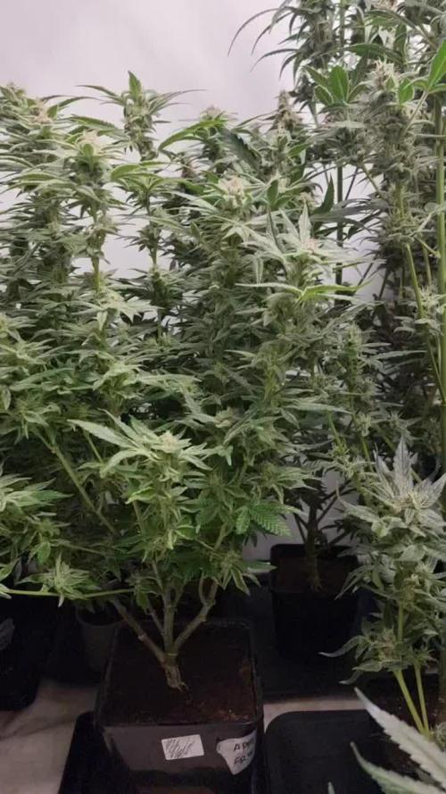 Zamnesia three strain grow.