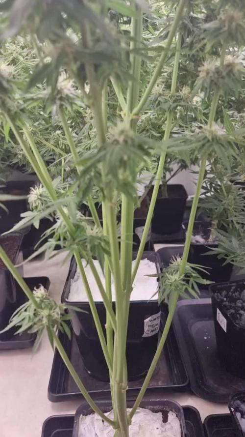 Runtz f1 auto  zamnesia